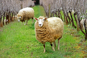 Adopt-a-sheep